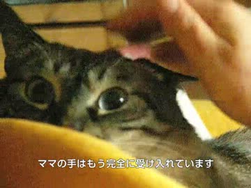 ジャンくんはママが大好きパパはまあまあ　パパは大好きなんだけどなぁ