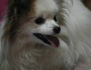 白石弓子さん（風の声の作者）が歌ってくれました