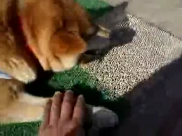 マリとしょうた　今どきの犬VS軟弱な大人達