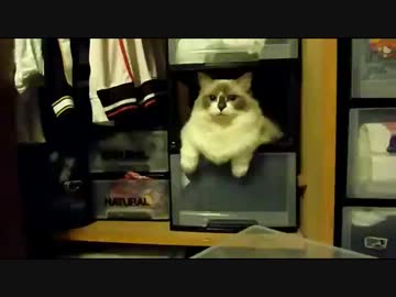 ここに入ってます的な猫