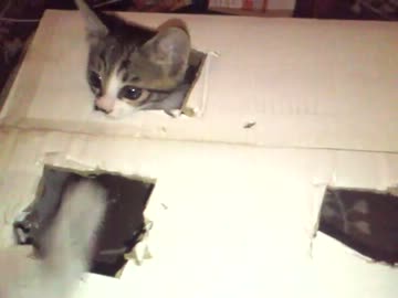 にゃんこ拾ったので飼うことにしました。成長日記