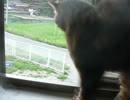 家のヌコを撮ってみた