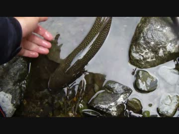 スプーンで釣れた大岩魚