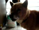 我が家の中心で愛を叫ぶ