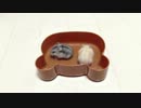 【我が家のハム】悩殺、赤ちゃんの兄弟