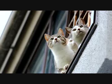 逃げられなければどうという事はない。援護しろ。