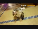 猫様にねずみのおもちゃで遊んでいただいた