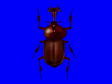カブトムシ先輩BB.sega