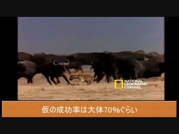 ニコニコ動物図鑑　～第6回　ハイエナ～