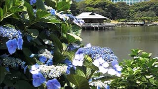 浜離宮恩賜庭園 初夏