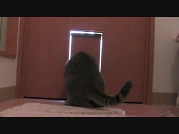 シャンプー大好き
