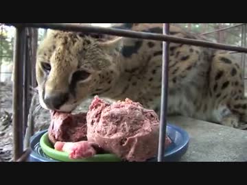 サーバルキャットがすげーうまそうに肉を食べる