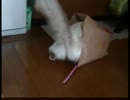 つっ込みまくる猫