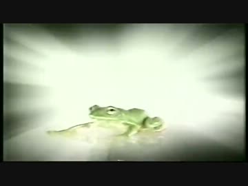 万物創○紀　-　カエル　-