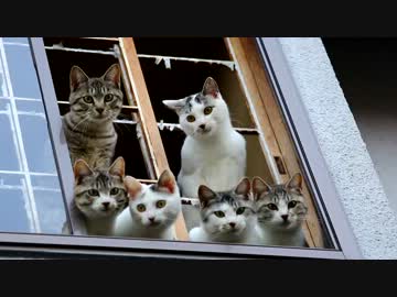 ぬこの視線が光って唸る！！カリカリ寄こせと、輝き叫ぶっ！