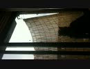 猫と戯れる