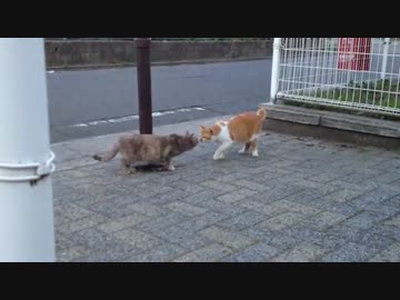 野良猫の挨拶バリエーションを集めてみた 