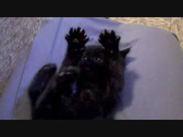 黒猫の赤ちゃんがいないいないばーする様子がかわいい