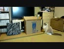 大きめの箱と猫　　