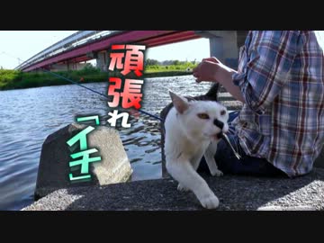 魚を咥えた時点で所有権が移ったと猫は主張します。