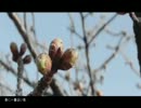 【洛天依】春に一番近い街【中国語替え歌カバー】
