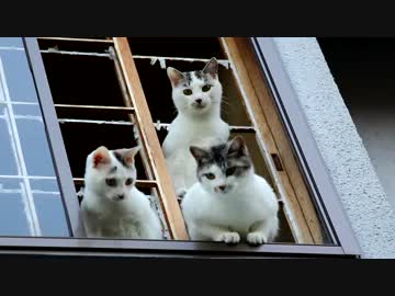 ｶﾘｶﾘﾌｧｲﾄ国際条約第一条！障子を破壊されたものは奴隷となる！