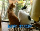 かつては恋人だった・・・禁断の恋。仲良し猫の画像が流れます。
