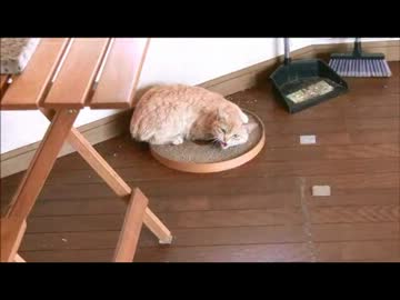 ちゃとらとはちわれ　２０１３　大人猫保護