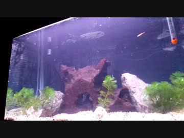 【夫婦でアクアリウム】水槽立ち上げ編part3