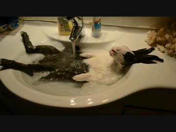 あおむけで洗われるウサギ