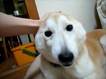 柴犬ナデナデ