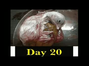 【閲覧注意】卵からかえるまで【グロ描写多数】
