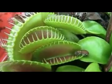 食虫動物捕食の瞬間