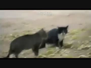 猫の大ゲンカから・・・・・