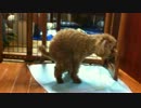 もこちゃんｗｗ