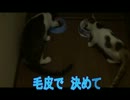 猫が自分でケージの鍵をあけます。