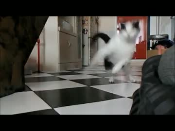 究極のテンションで走り抜ける猫