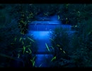 【自然音】小川～Good Night～