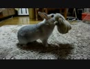 ぴょんぴょんウサギに固まる猫