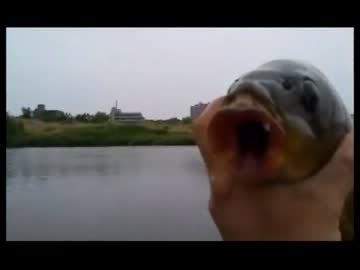 【大五郎】ワームで鯉を釣る【魚釣り】