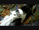 とらお　タオルは渡さぬ!!