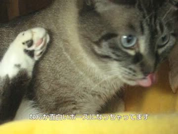 美味しいとつい足を上げるネコ　ジャンくんのおやつにカニかま