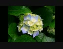 春夏秋冬ほうそう部　♭（フラット）第3回