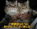 ネネとチャチャの20週目