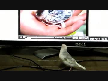 文鳥動画に反応する文鳥２