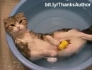 水にゃんこ