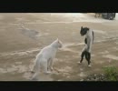 猫、集めてみた