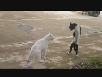 猫、集めてみた