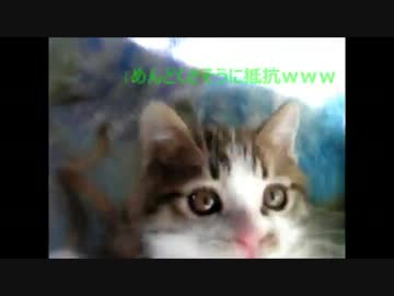 トラちゃんが小さい時は、天使のようだったのに…WWW