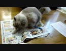 注文の邪魔する猫　　